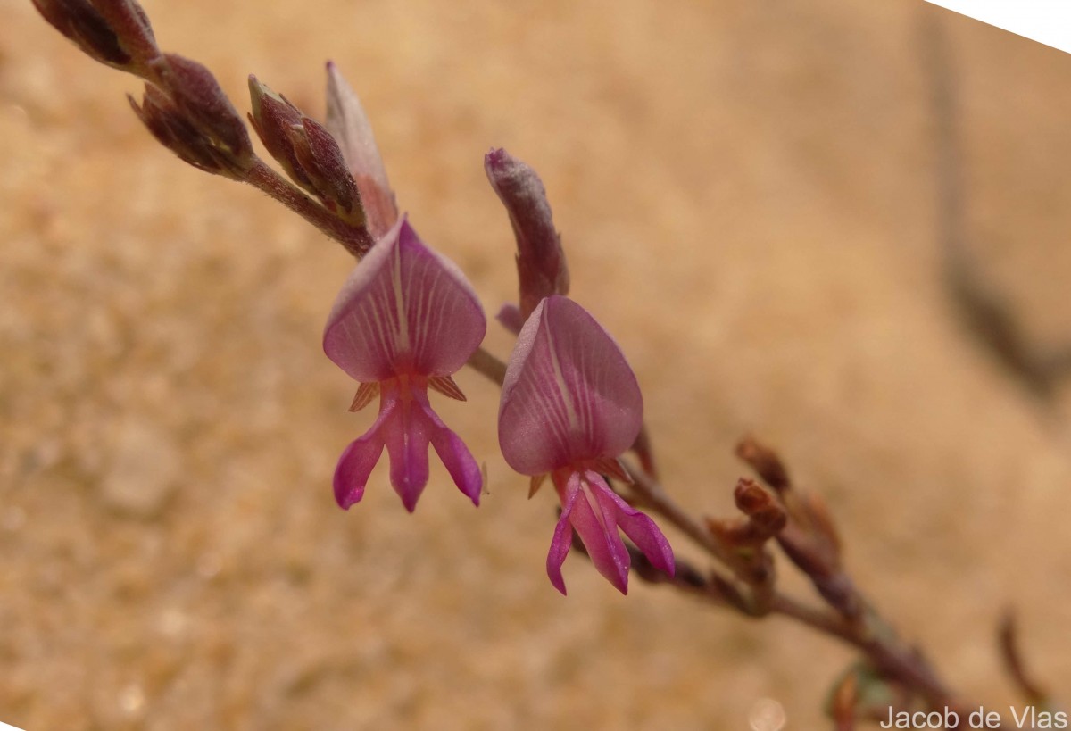 Aphyllodium biarticulatum (L.) Gagnep.